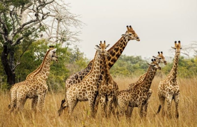 Quiçama National Park, Quiçama, Luanda Province, Angola